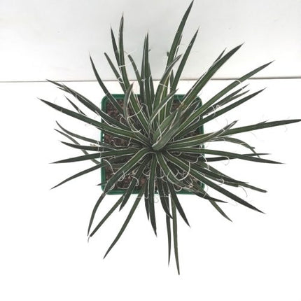 Agave geminiflora | Maguey de flores gemelas