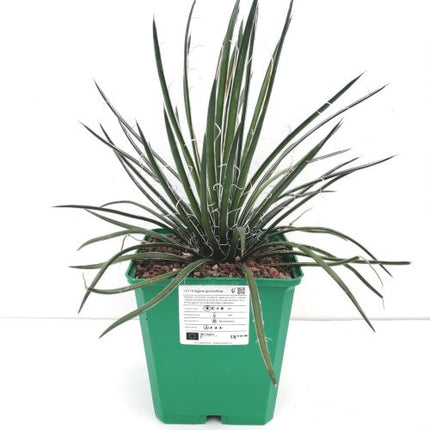 Agave geminiflora | Maguey de flores gemelas