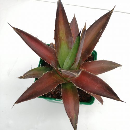 Agave kerchovei "Huajapan Red"