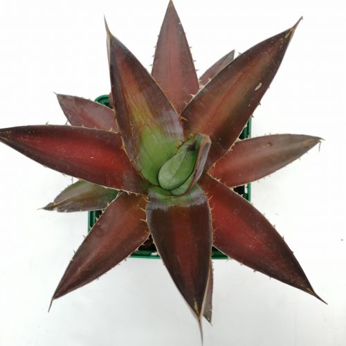 Agave kerchovei "Huajapan Red"