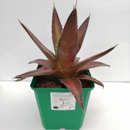 Agave kerchovei "Huajapan Red"