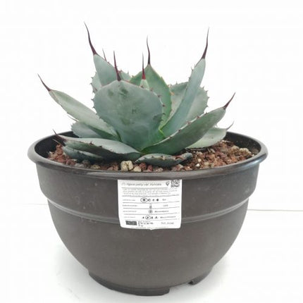 Agave parryi 'Tarrina' and 'L'