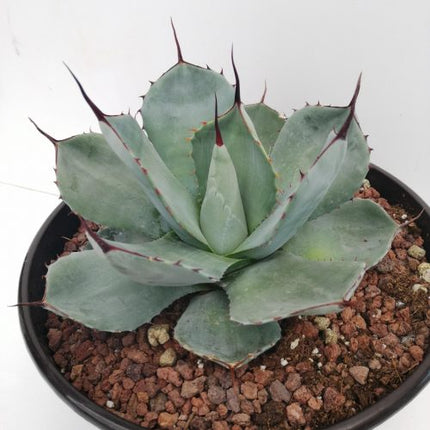 Agave parryi 'Tarrina' and 'L'