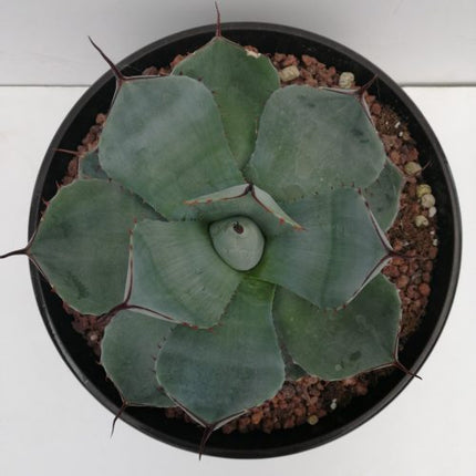 Agave parryi 'Tarrina' and 'L'