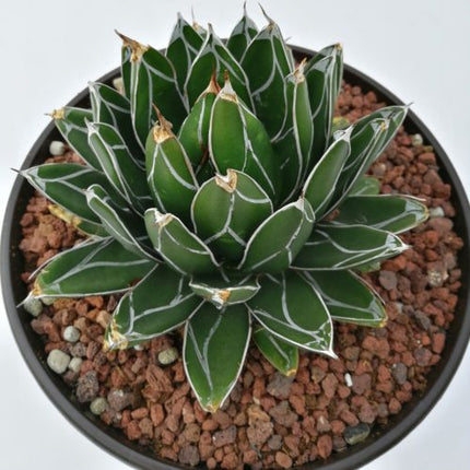 Agave victoriae-reginae - DesertSTORE.es