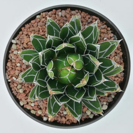 Agave victoriae-reginae - DesertSTORE.es