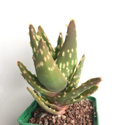 Aloe mitriformis "S" y "M" - DesertSTORE.es