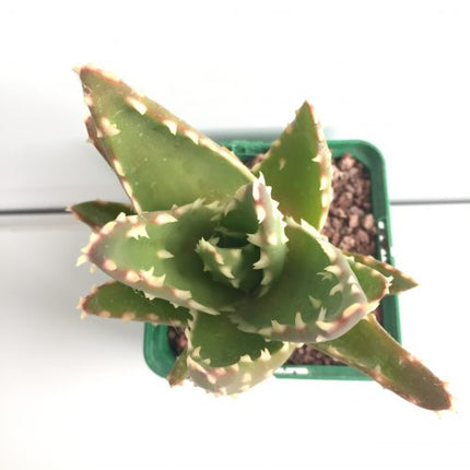 Aloe mitriformis "S" y "M" - DesertSTORE.es