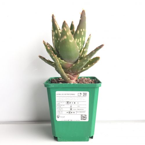 Aloe mitriformis "S" y "M" - DesertSTORE.es