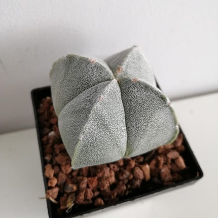 Astrophytum myriostigma 'Quadricostatum' | 4-ribbed Bishop's Cap cactus