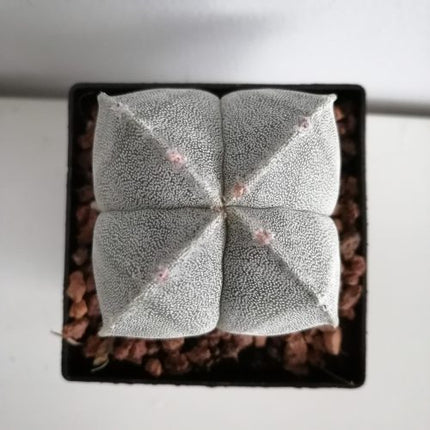 Astrophytum myriostigma 'Quadricostatum' | 4-ribbed Bishop's Cap cactus