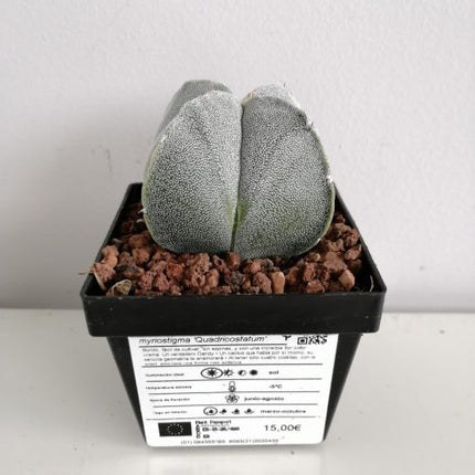 Astrophytum myriostigma 'Quadricostatum' | 4-ribbed Bishop's Cap cactus