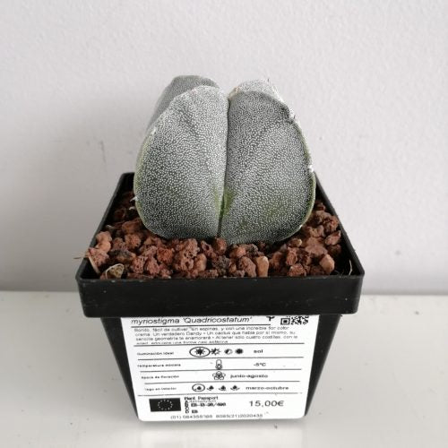 Astrophytum myriostigma 'Quadricostatum' | Vierrippige Bischofsmütze
