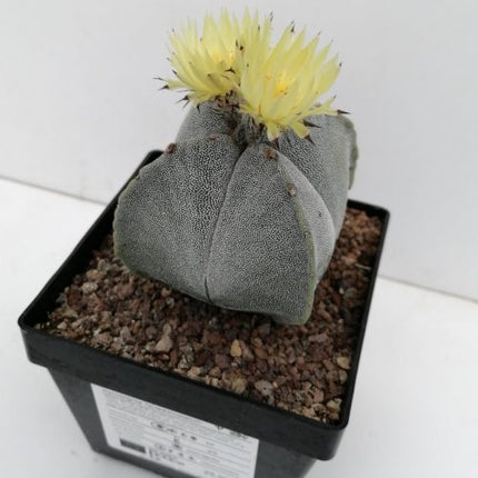 Astrophytum myriostigma 'Quadricostatum' 