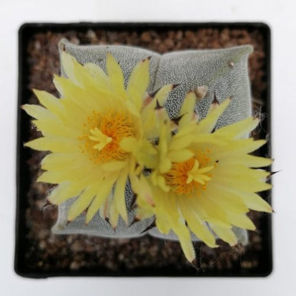 Astrophytum myriostigma 'Quadricostatum' 