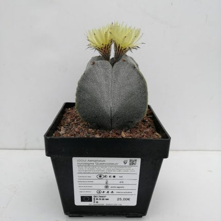 Astrophytum myriostigma 'Quadricostatum' 