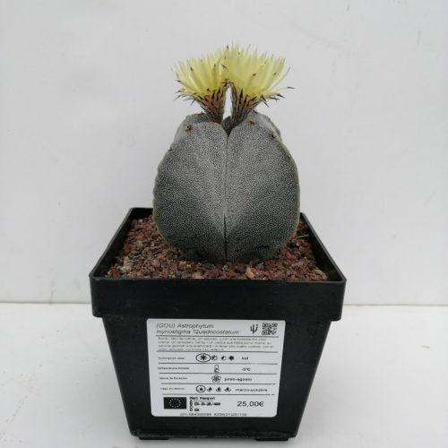 Astrophytum myriostigma 'Quadricostatum'