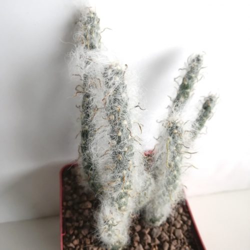Austrocylindropuntia vestita