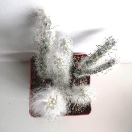 Austrocylindropuntia vestita