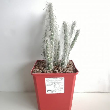 Austrocylindropuntia vestita
