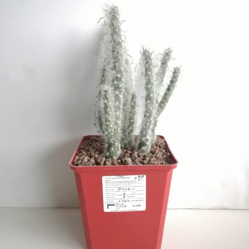 Austrocylindropuntia vestita