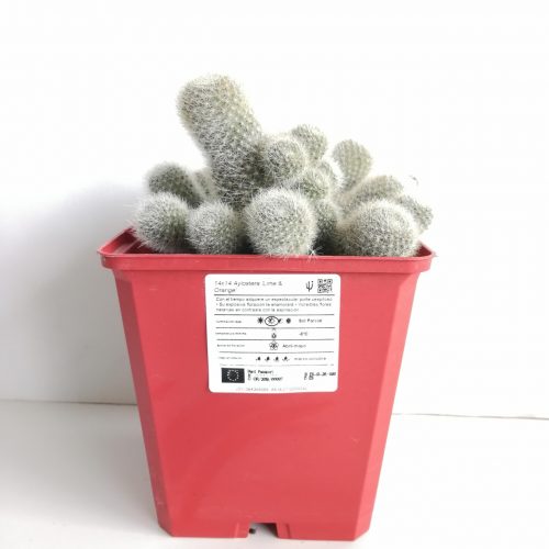 Aylostera hoffmannii