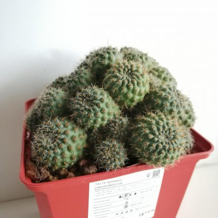 Aylostera pseudodeminuta