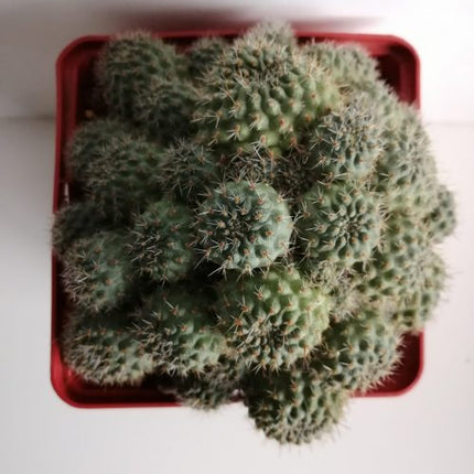 Aylostera pseudodeminuta