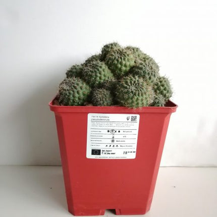 Aylostera pseudodeminuta