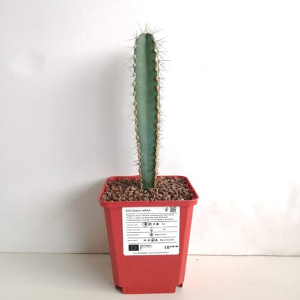 Cereus validus