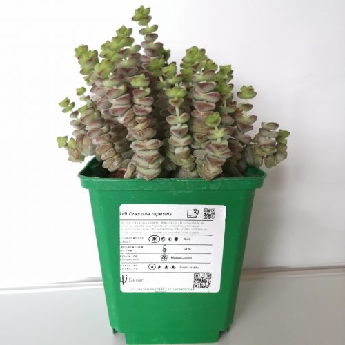 Crassula rupestris