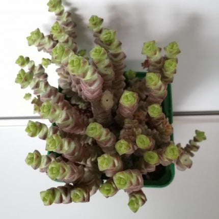 Crassula rupestris