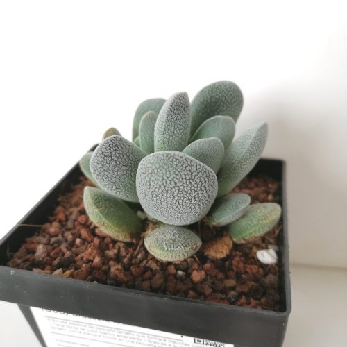 Crassula tecta