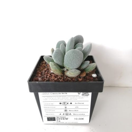 Crassula tecta