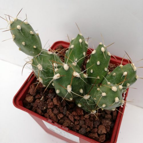 Cumulopuntia zehnderi