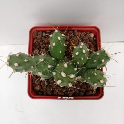 Cumulopuntia zehnderi