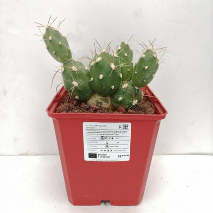 Cumulopuntia zehnderi