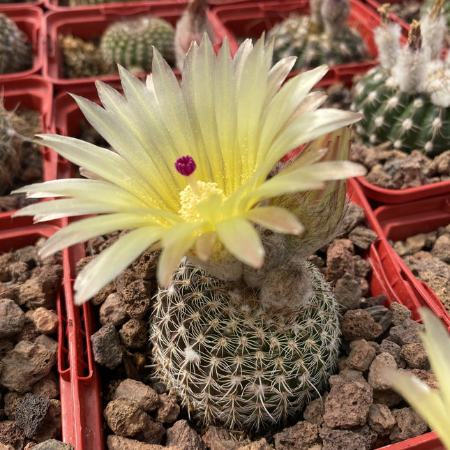 Notocactus schlosseri