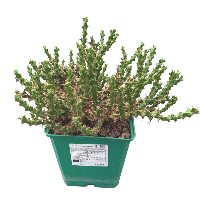 Euphorbia lenewtonii