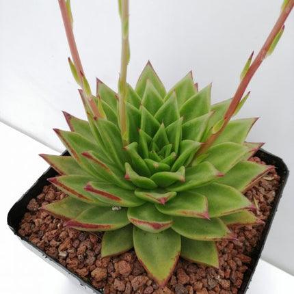 Echeveria agavoides „L“
