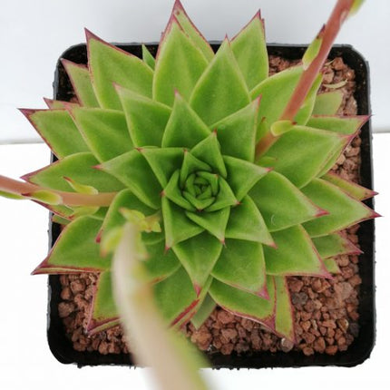 Echeveria agavoides „L“