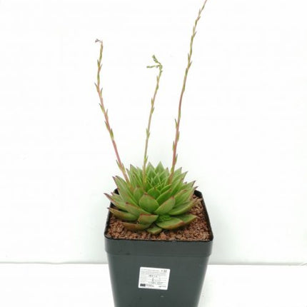 Echeveria agavoides „L“