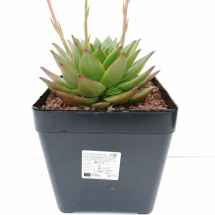 Echeveria agavoides „L“