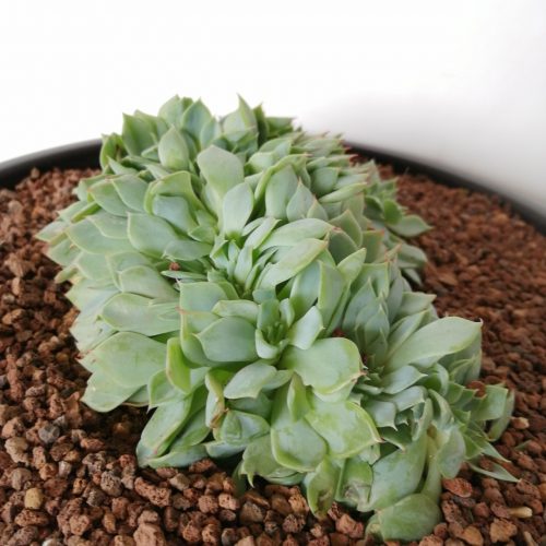 Echeveria f. cristata "L"