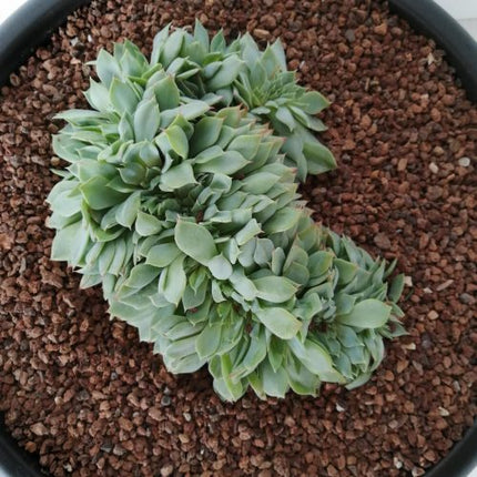 Echeveria f. cristata „L“
