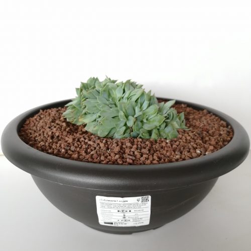 Echeveria f. cristata "L"