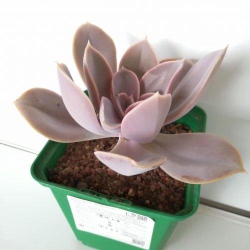 Echeveria gibbiflora var. Metallica