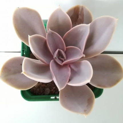 Echeveria gibbiflora var. Metallica