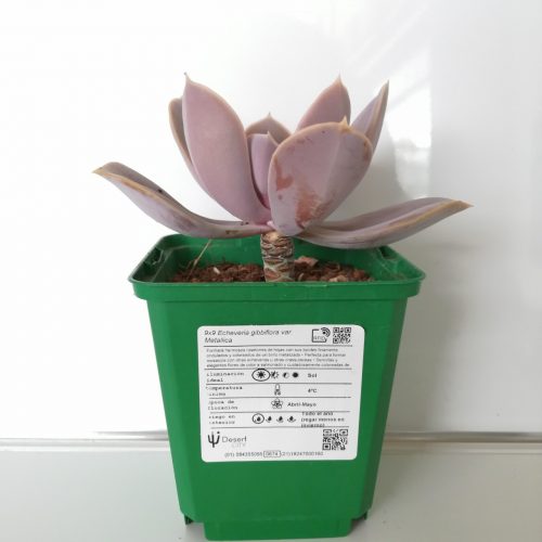 Echeveria gibbiflora var. Metallica