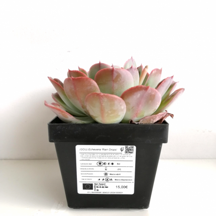 Echeveria 'Rain Drops'